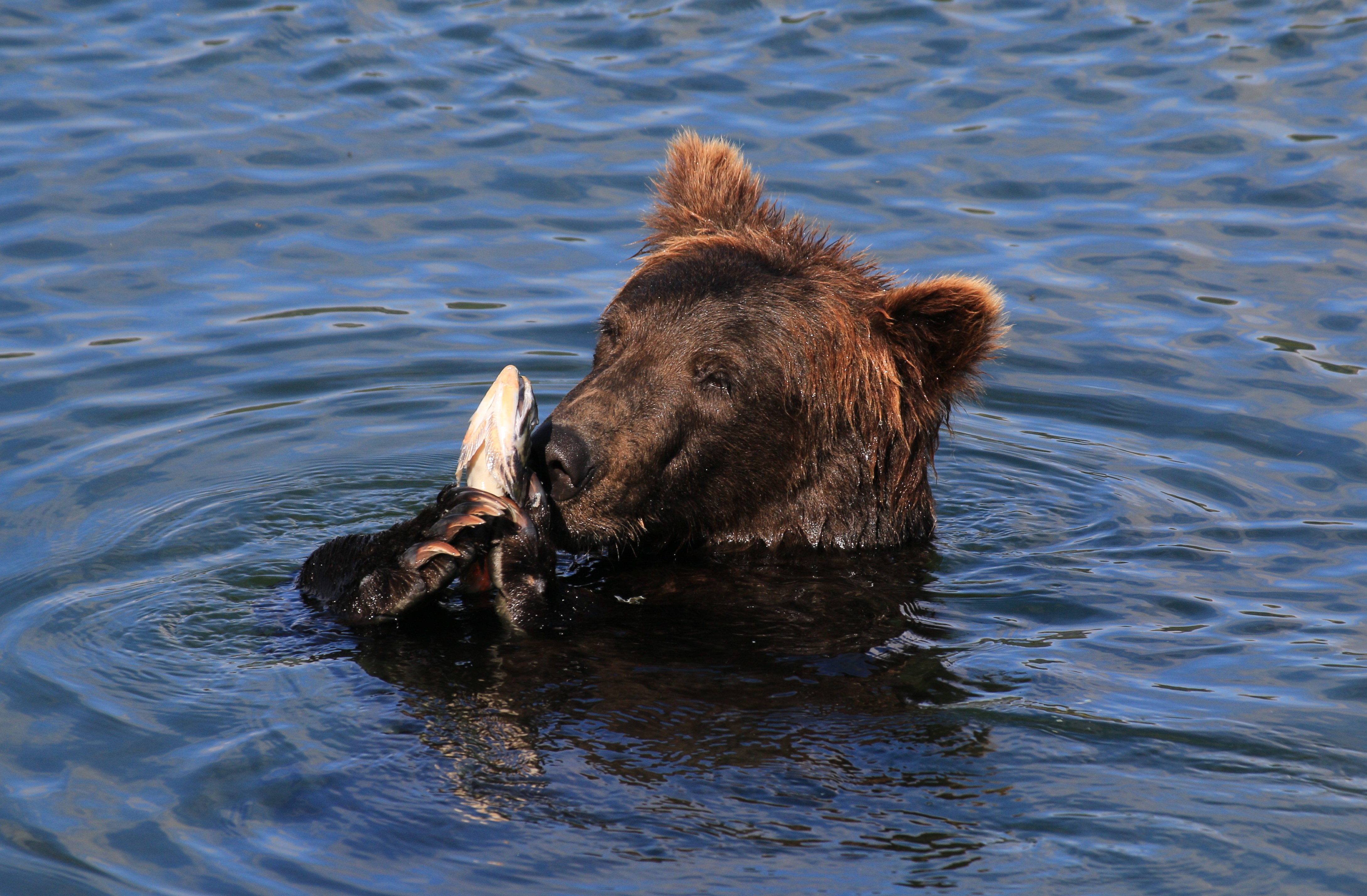 Alaska